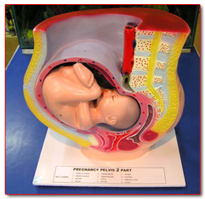 Pregnancy Model Set